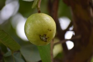 Amazing Guava Benefits Heart Healthy, Weight Loss Friendly and More