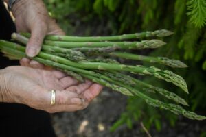 asparagus