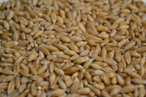 Triticale Nutritional Value and Health Benefits