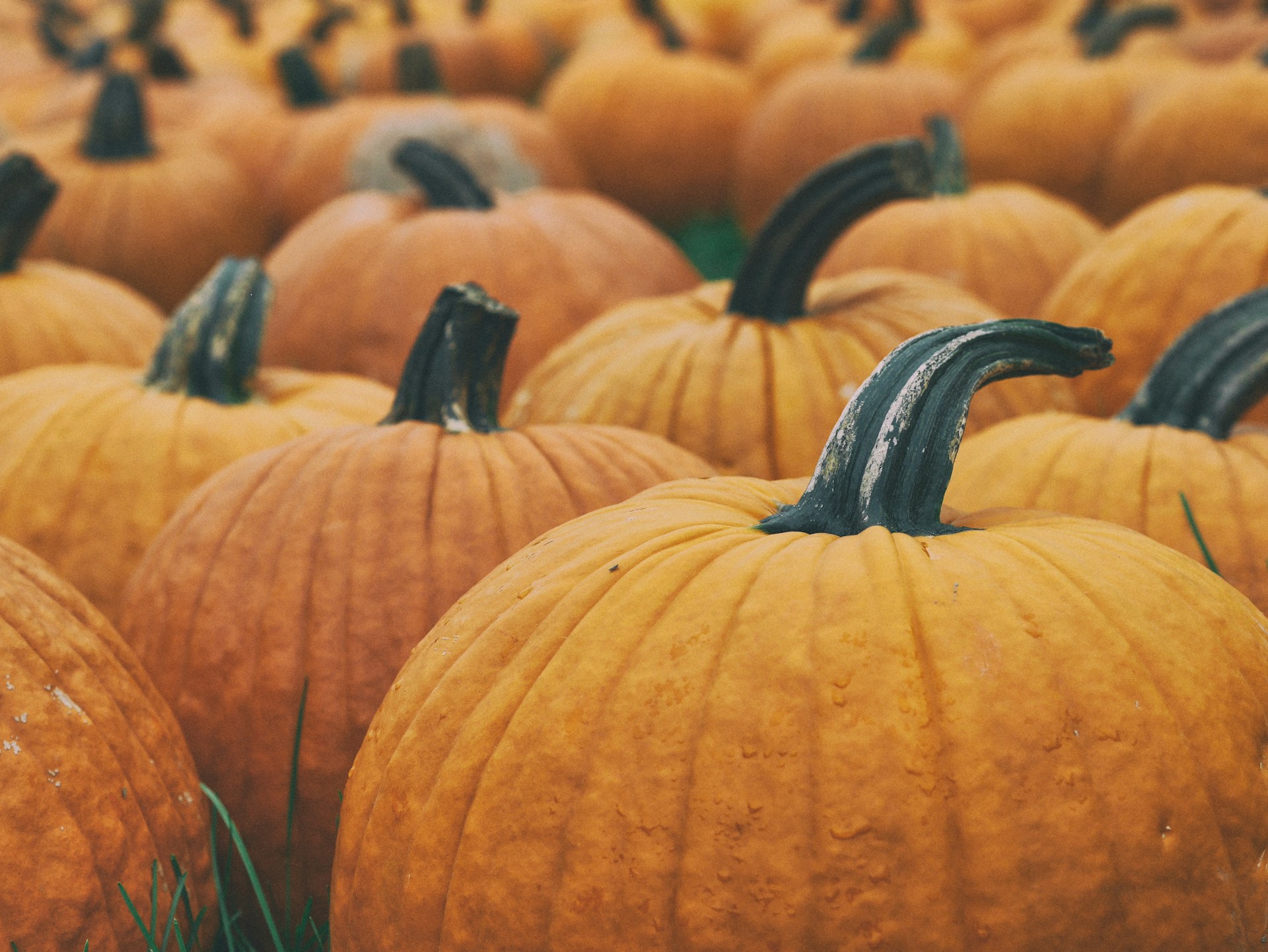 5 Health Benefits of Eating Pumpkin