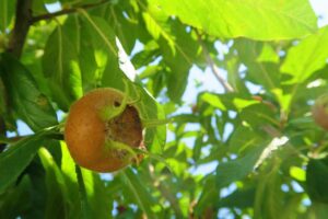 Health Benefits of Medlar Fruit