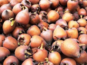 Health Benefits of Medlar Fruit