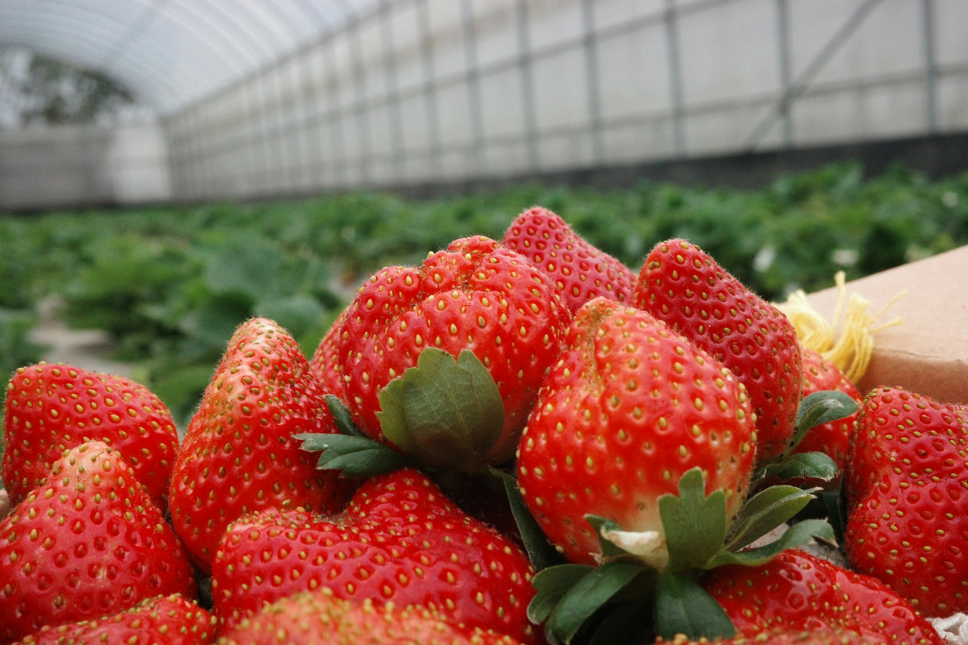 Red Fruits That We All Adore